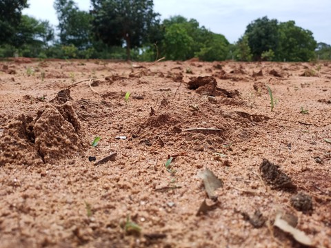 My Farm