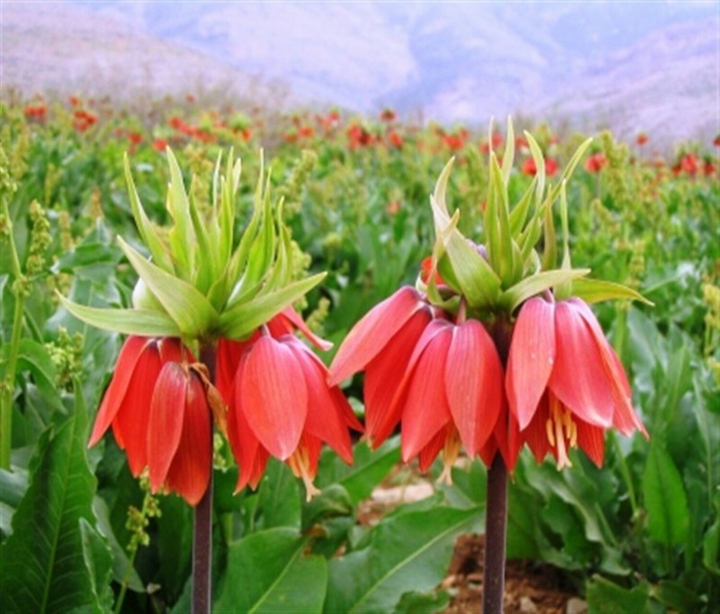 Beautiful nature of Kurdistan