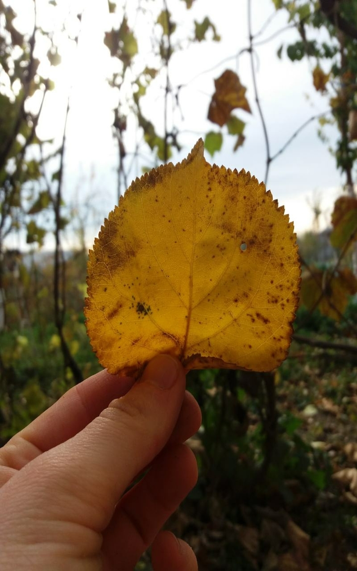 Autumn