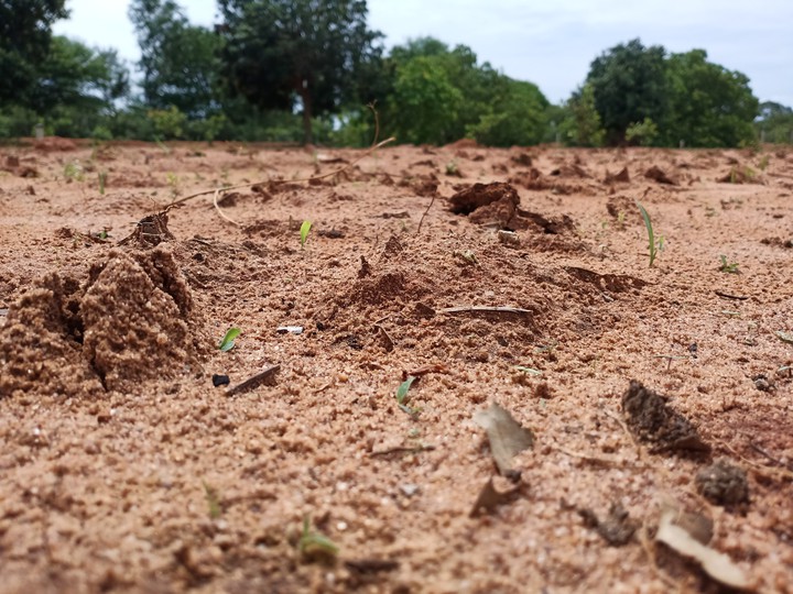 My Farm