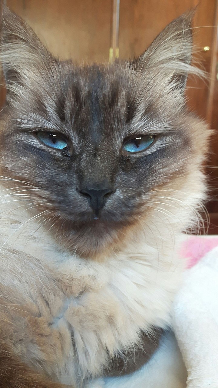 Txane Cat