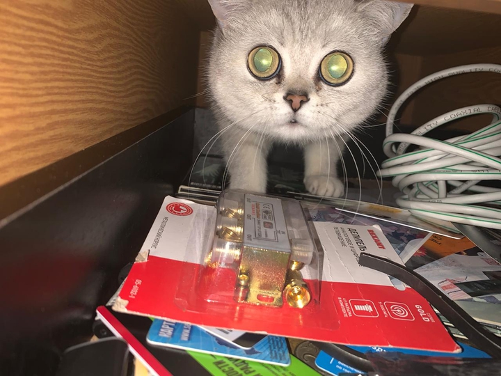 Котя