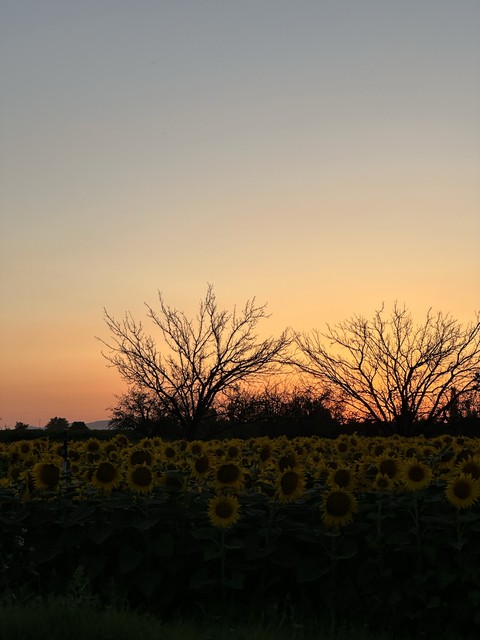 sunset, dusk壁紙