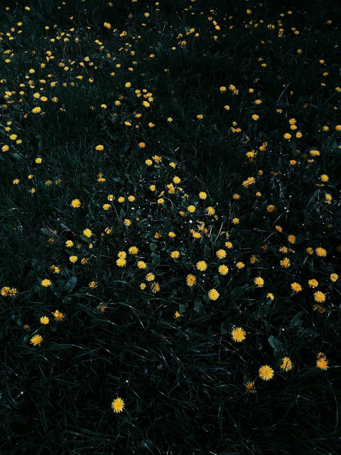 dandelion
