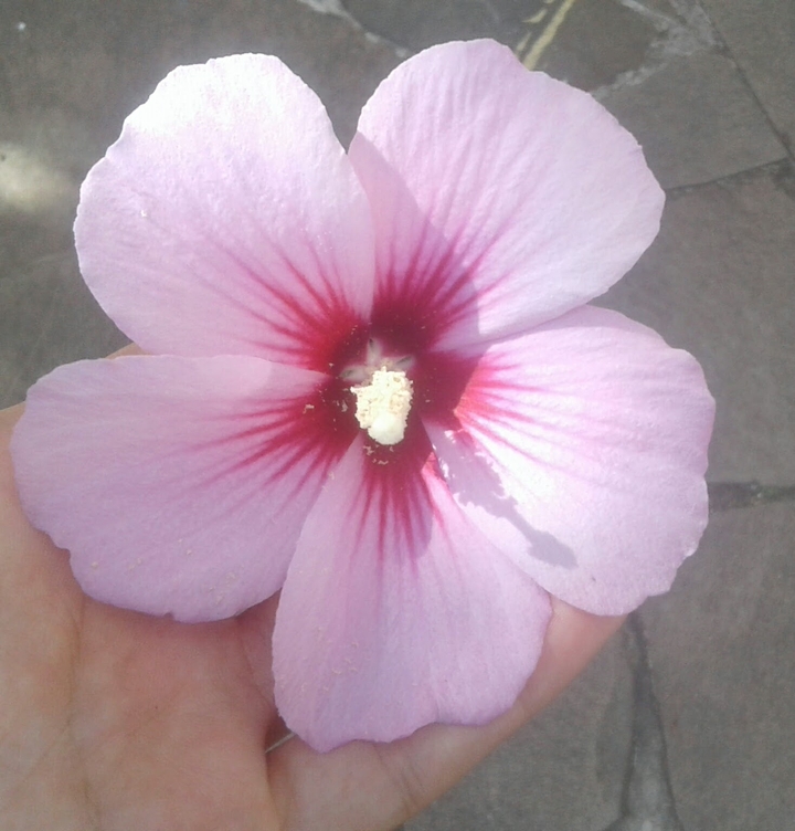 Flower pink
