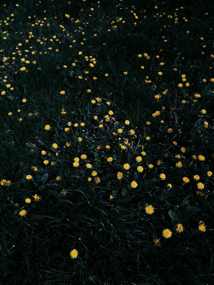 dandelion