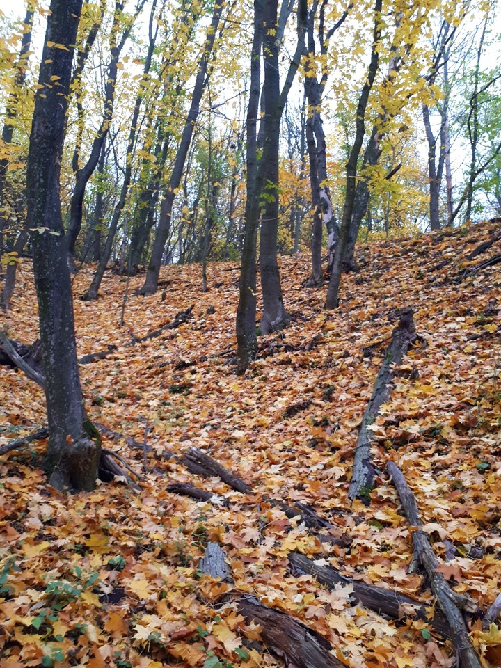 Любимая осень