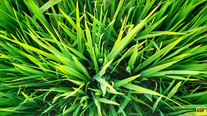 Greenery