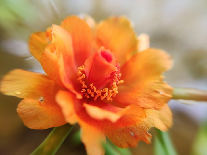 CHINESE ROSE