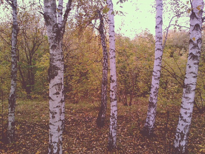 Осенние березы