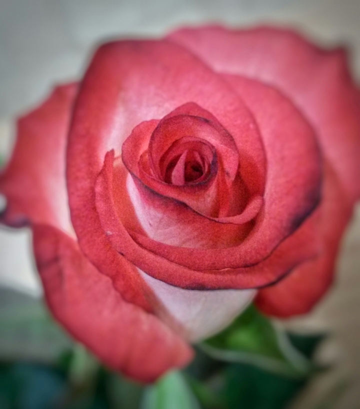 Pink Rose