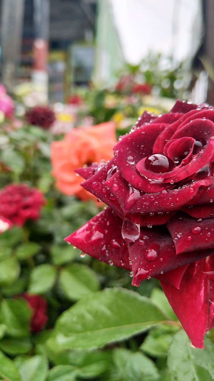 my rose, my flower