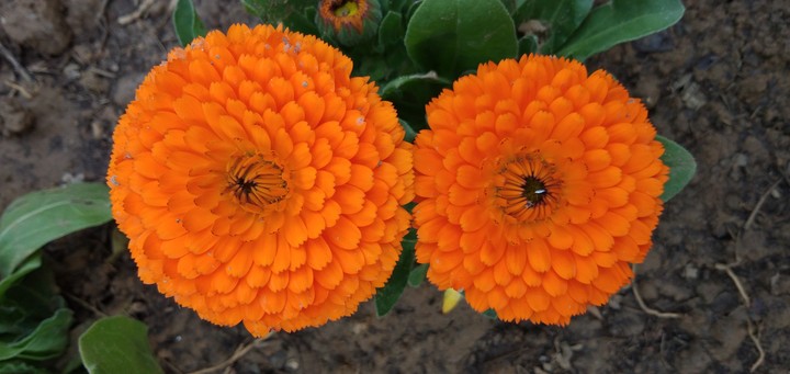 flowers