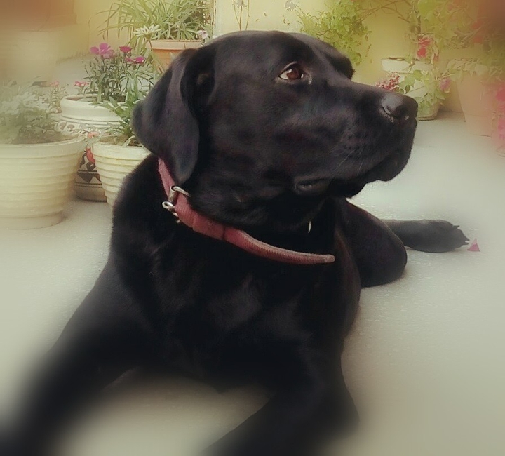 cute black dog