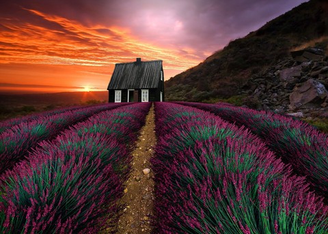 lavanda