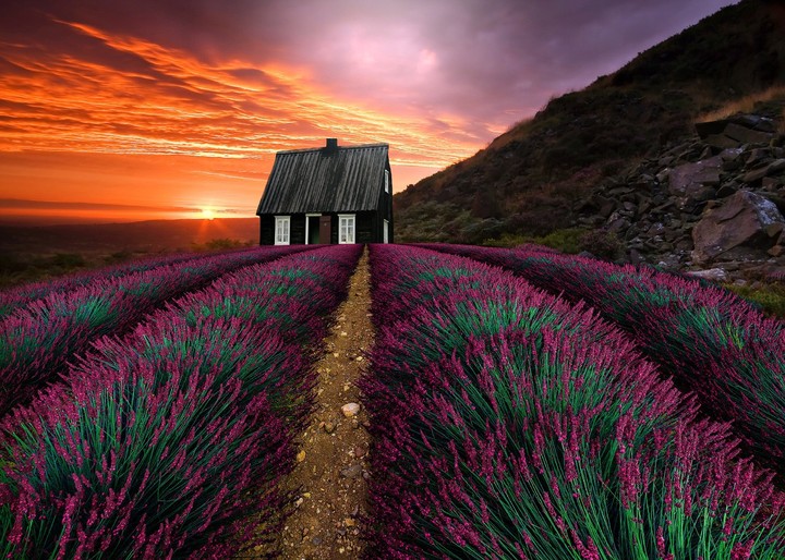 lavanda