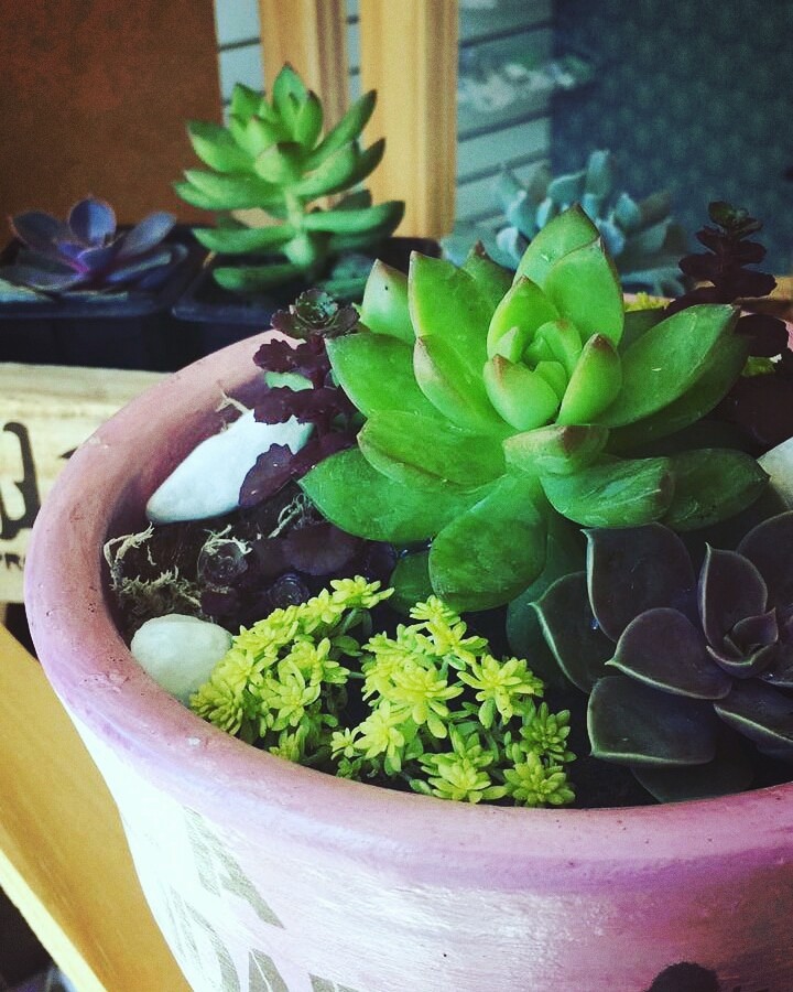 suculentas