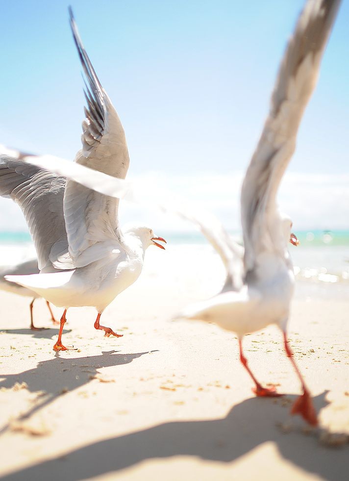 ▶...SUMMER_GULLS...◀