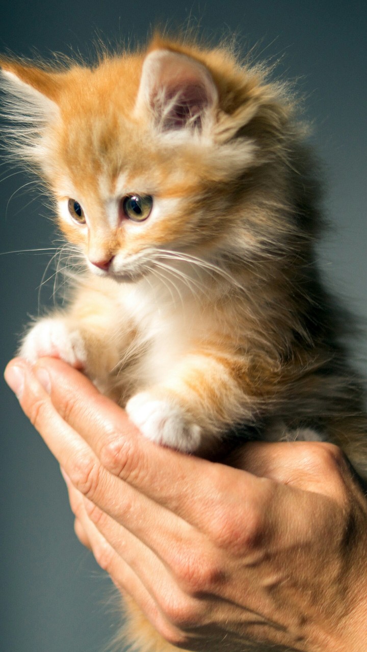 cute cat