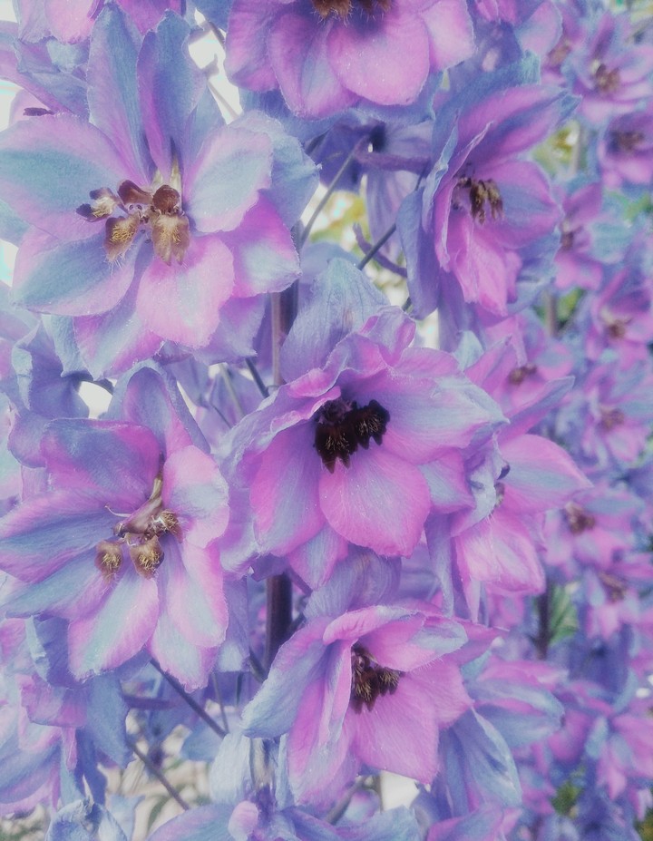 Flower tenderness