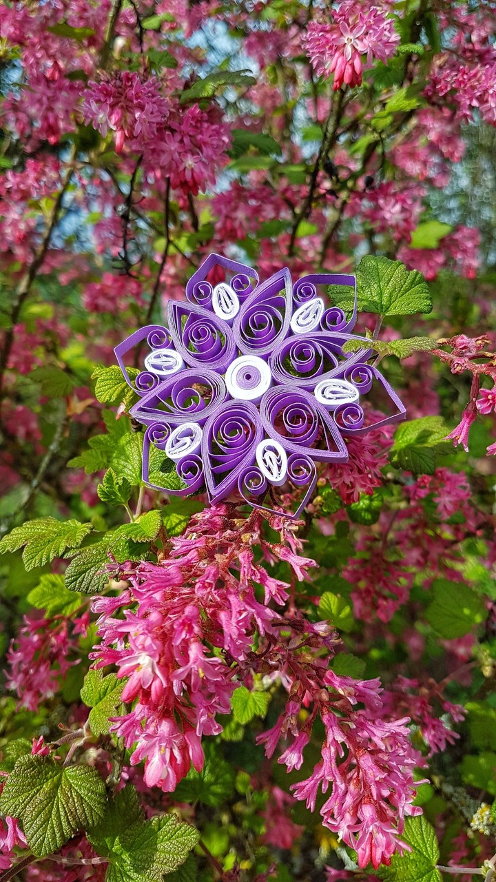 purple flower