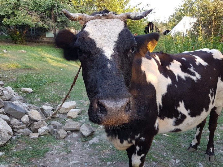 İnek