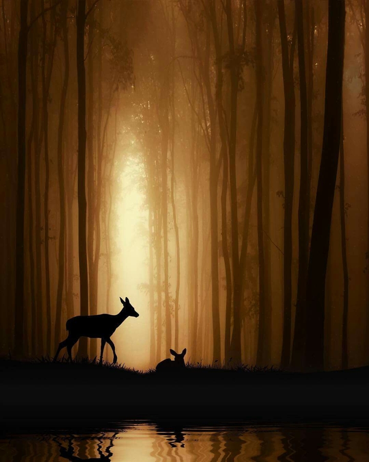Afternoon forest