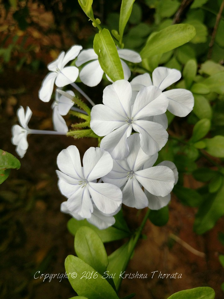 White Flowers