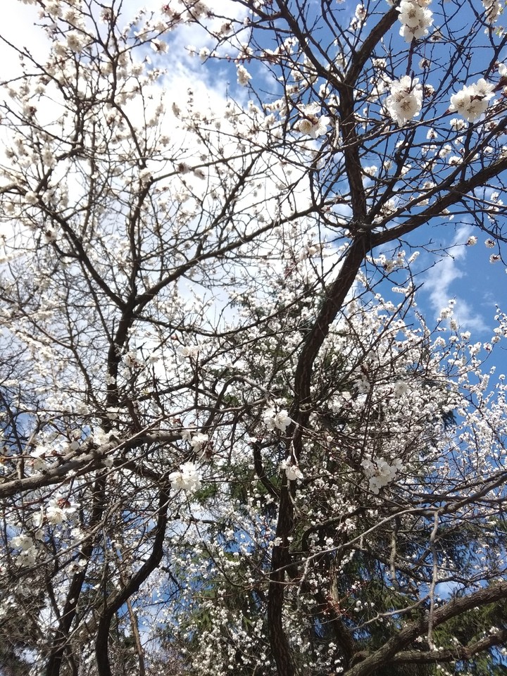 apricot