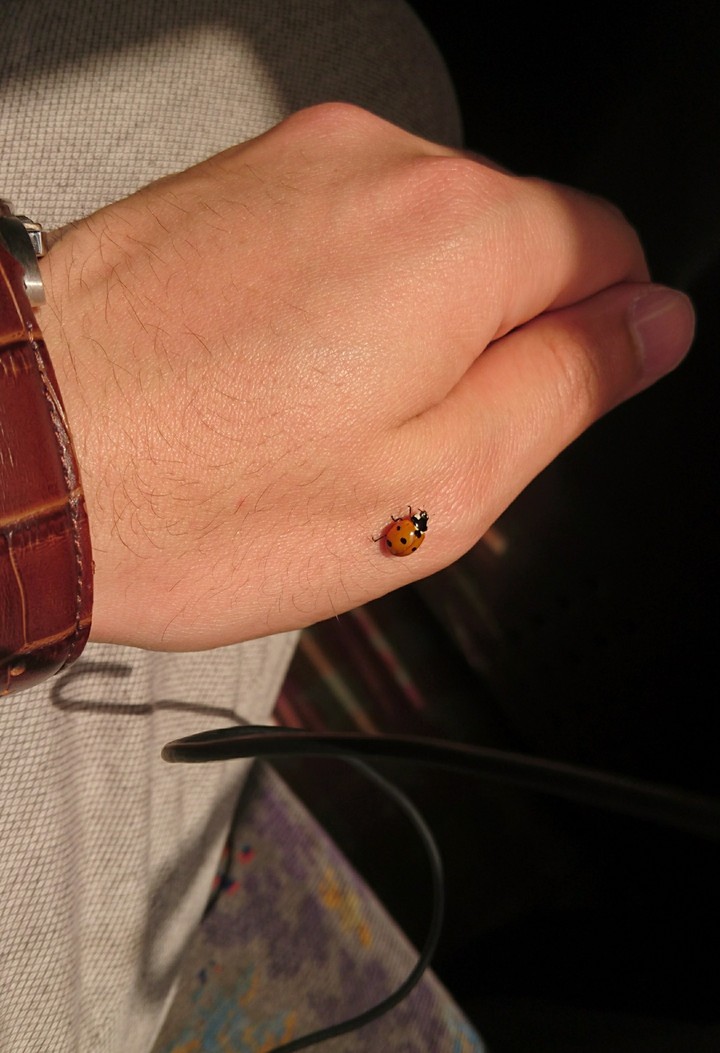 Cute Curiosity from a ladybug ? in a bus!