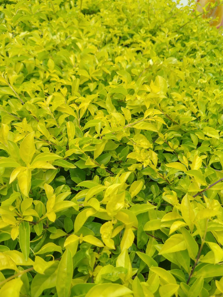 Green leaves