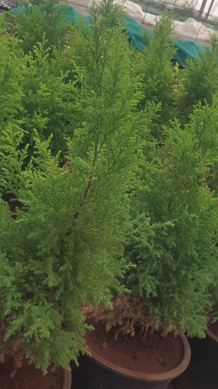 FIR