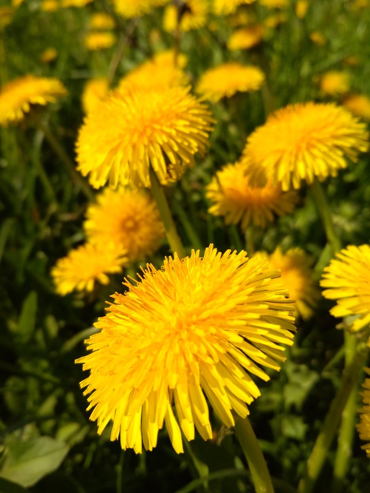 Dandelion