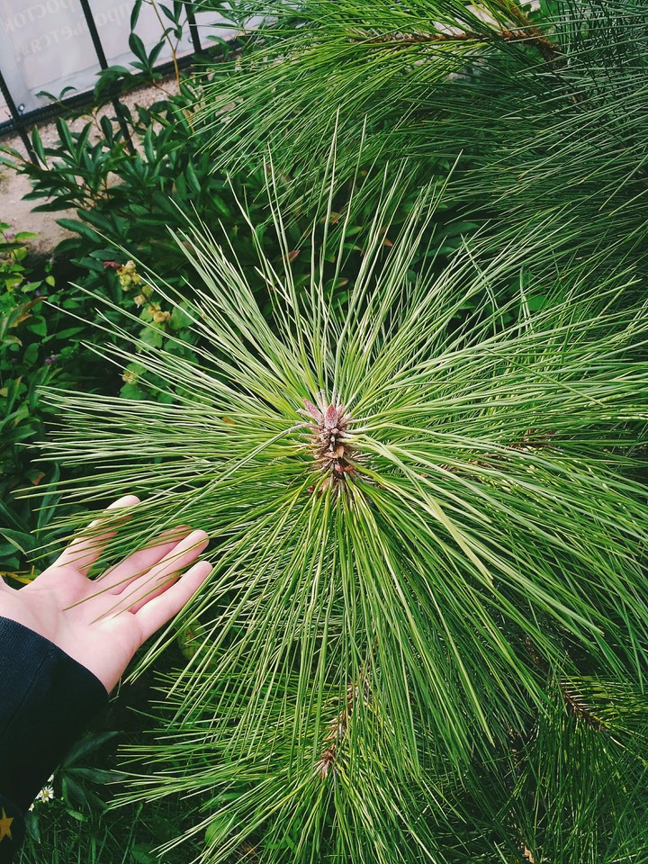 Cedar pine (no filters)