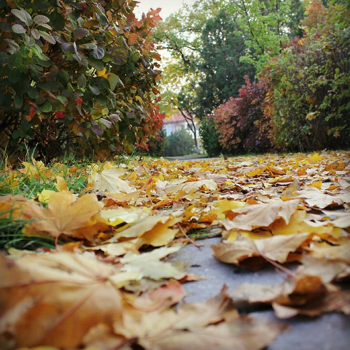 autumn