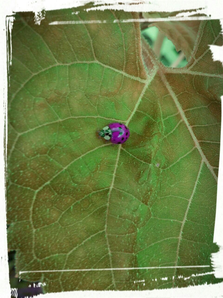 ladybug