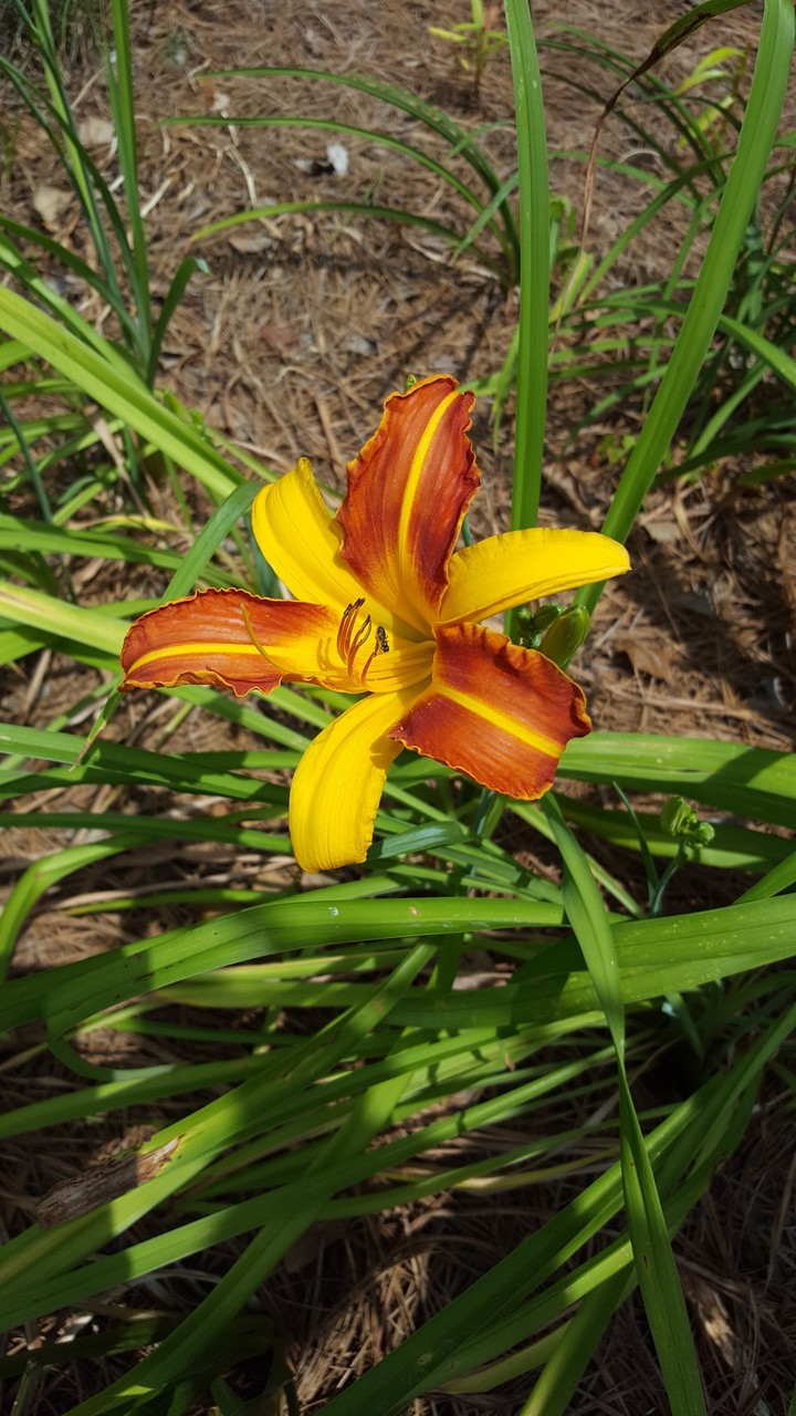 Daylily