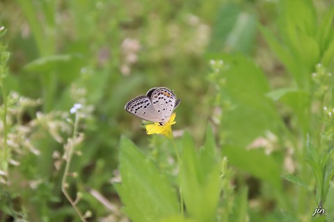 тапети plant, flower