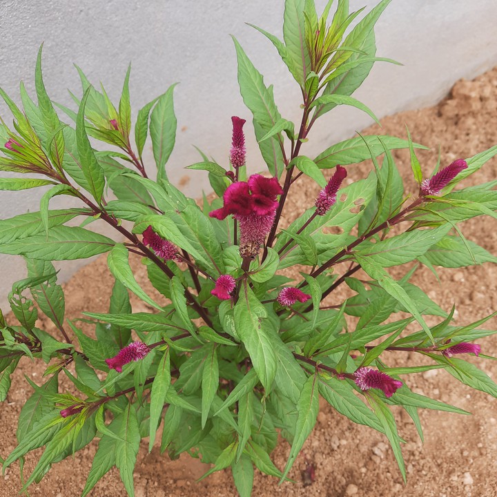 Flowers