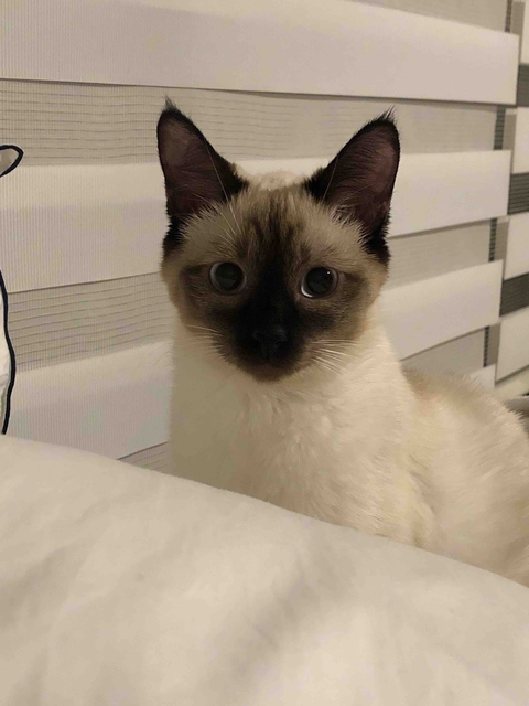 샴고양이