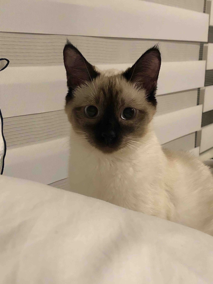 샴고양이