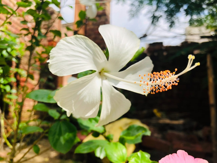White hibiscus