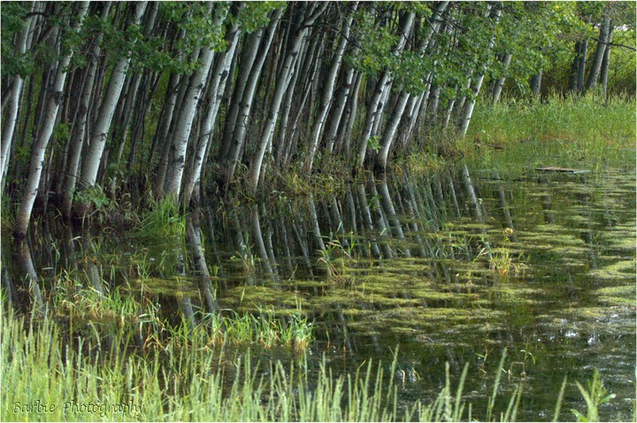Birches by the lake, reflecting in the water