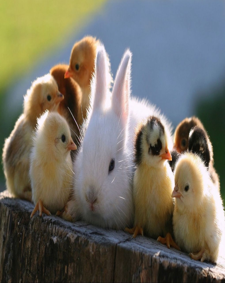 cute ducks and a rabbit