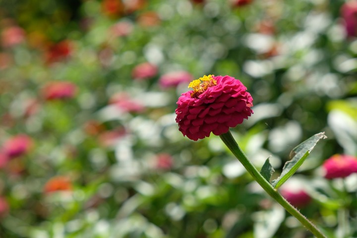 flower