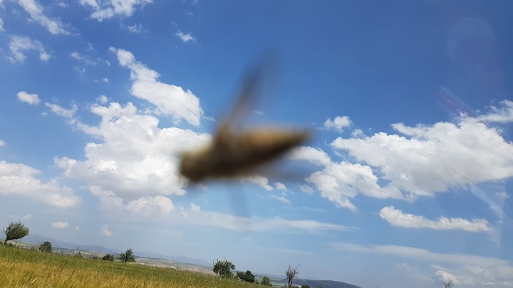 bee and sky