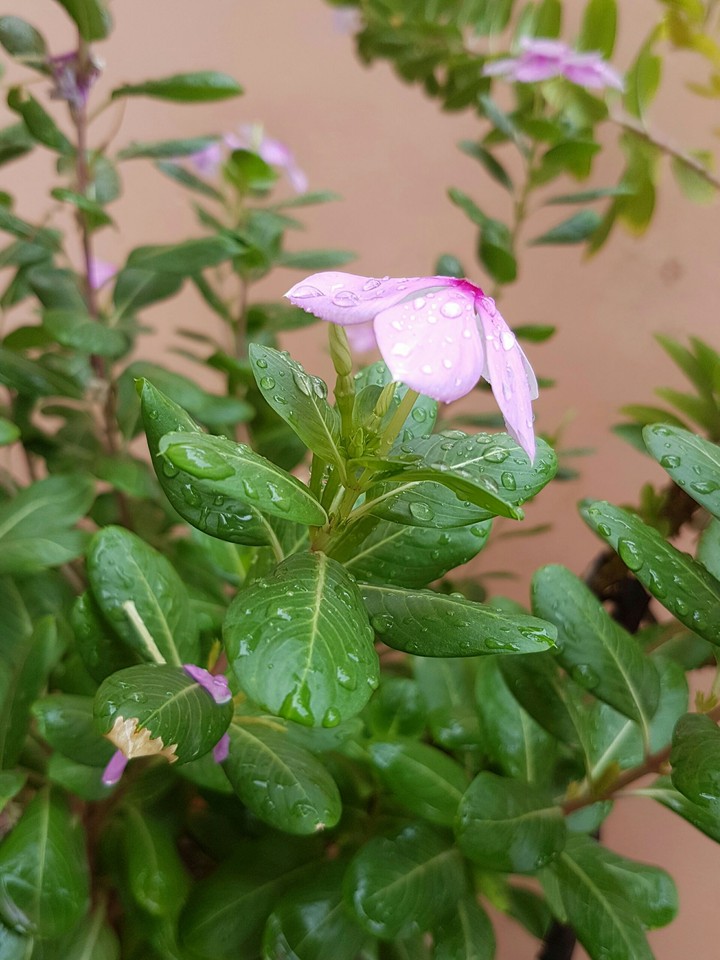 Foggy flower.