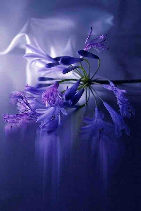 beautiful flowers