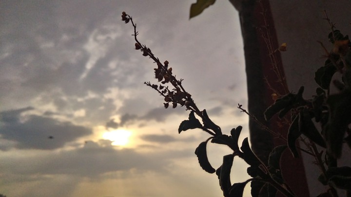 Monsoon