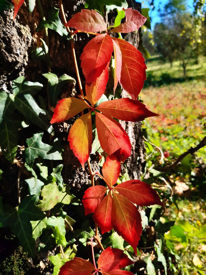 Leaf